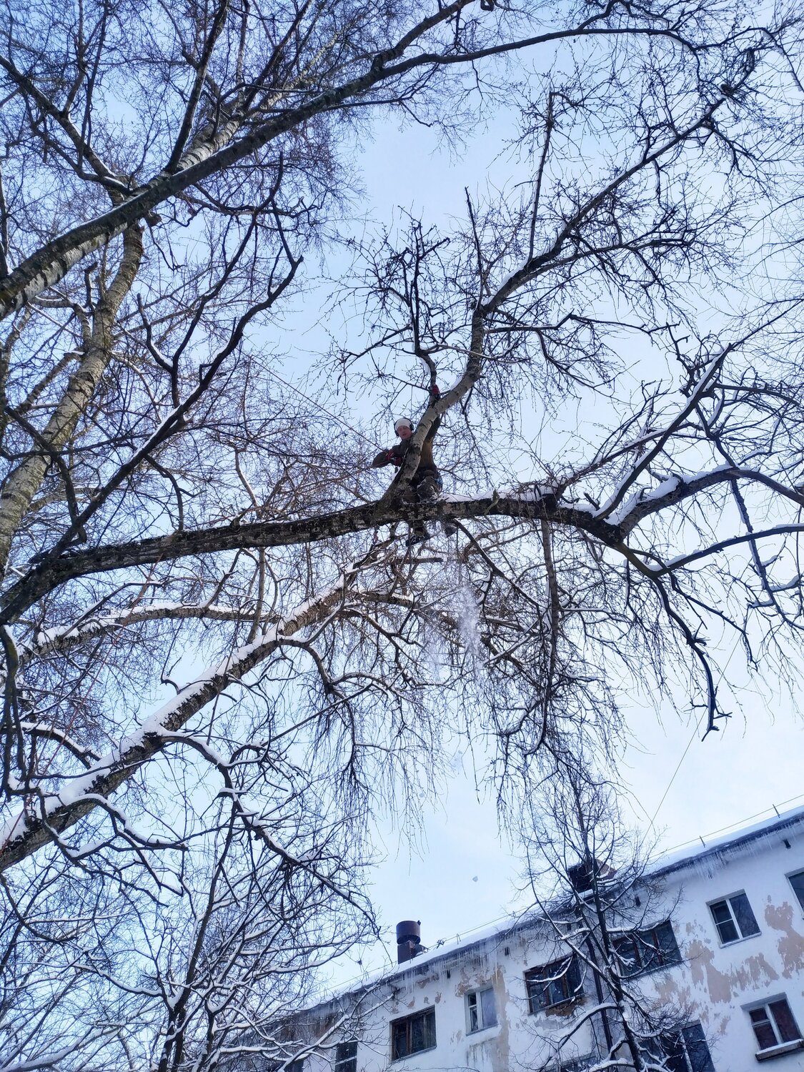 на дереве, ветка дерева ночью, ветви деревьев, ветки