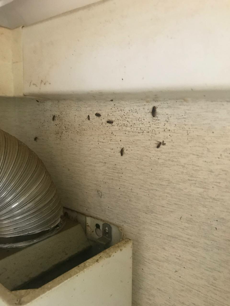 тараканы в квартире, гнездо тараканов, насекомое, гнездо тараканов в квартире, гнездо тараканов прусаков