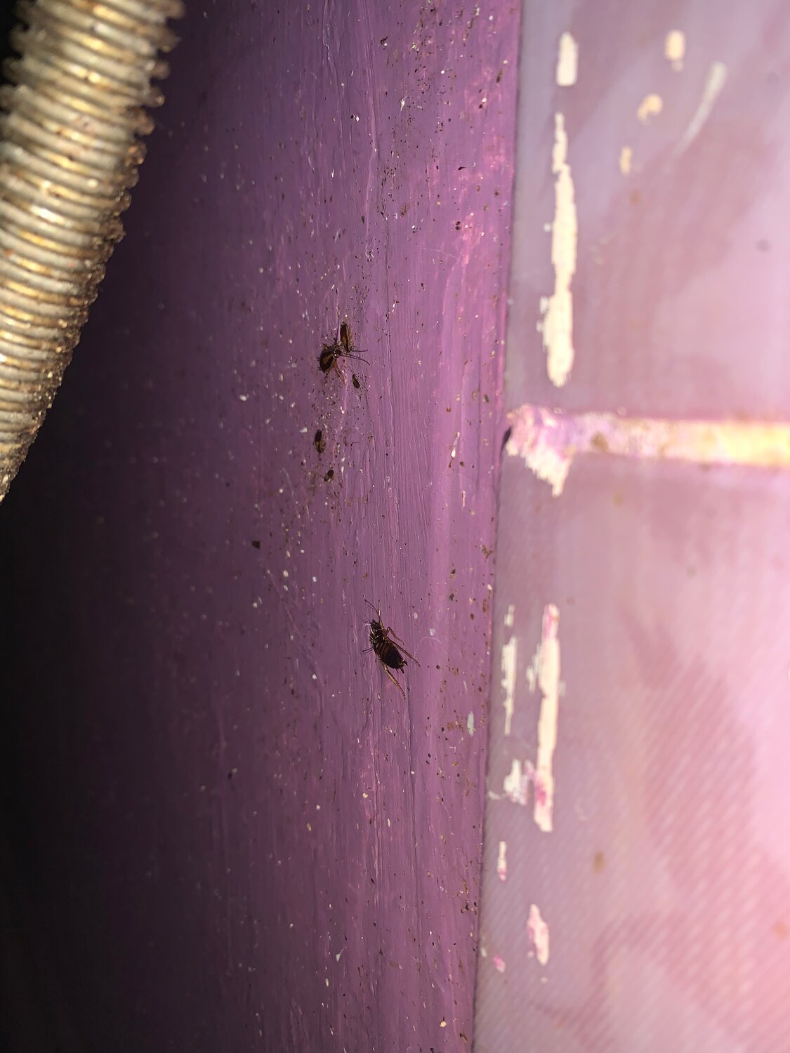 жучки, насекомое, тараканы в квартире, клопы, клопы на стенах