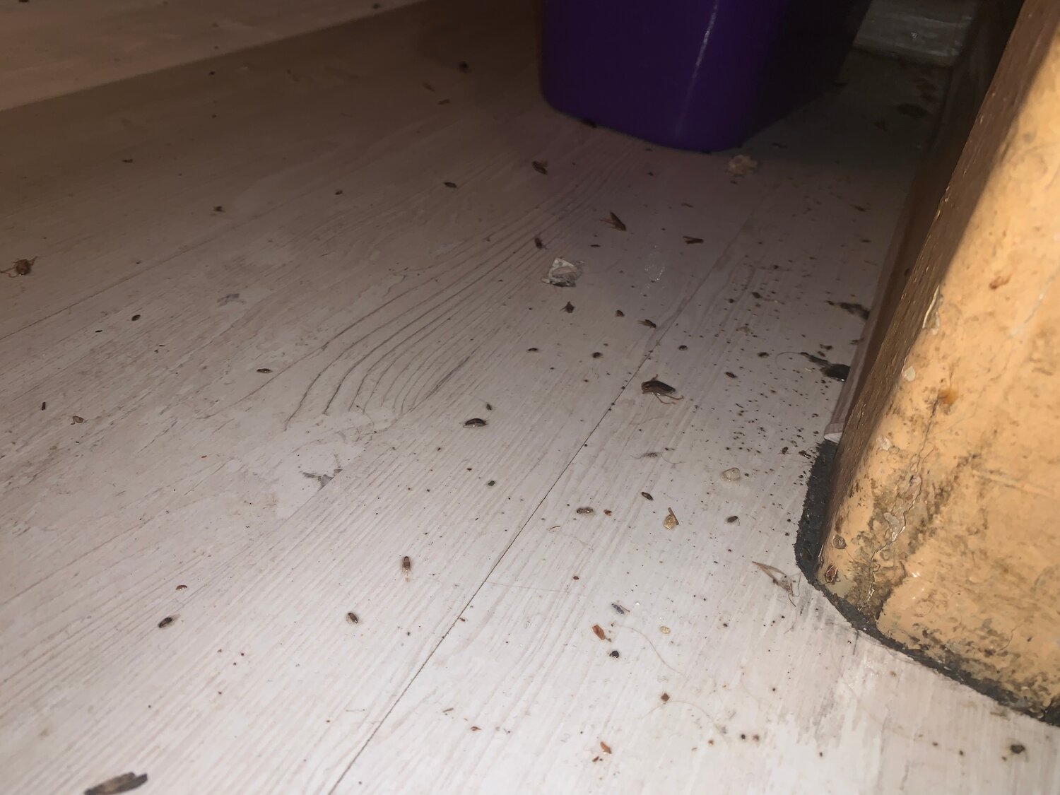 клопы в доме, ламинат, тараканы в квартире, домашние клопы, клопы