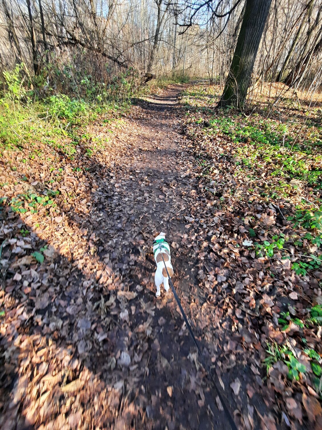 мебель, стаффордширский терьер собака, лес, прогулка с собакой, dog