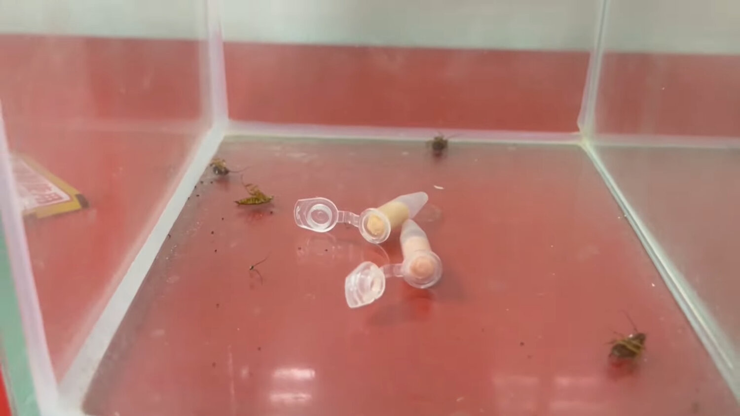 аквариумные улитки, улитка ахатина, насекомое, аквариумные рыбки, monomorium pharaonis