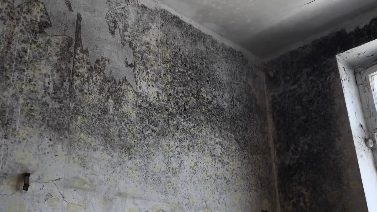 плесень на стенах в квартире, плесень на стенах, плесень в доме, плесень в квартире, грибок на стенах в квартире