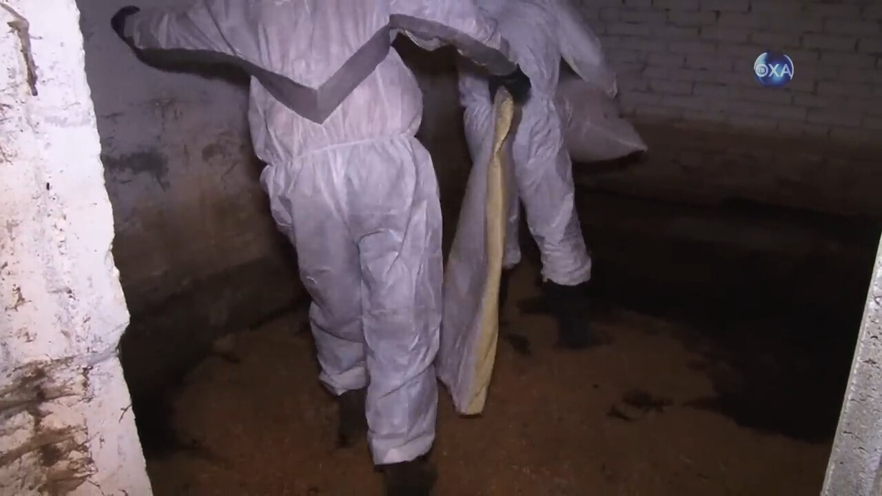 дезинсекция подвалов, дезинфекция подвала, подвал, дезинфекция помещений, дезинфекции