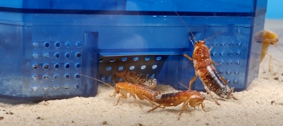 таракан, таракан домашний, мраморный таракан имаго, домашние тараканы, туркменский (shelfordella tartara)