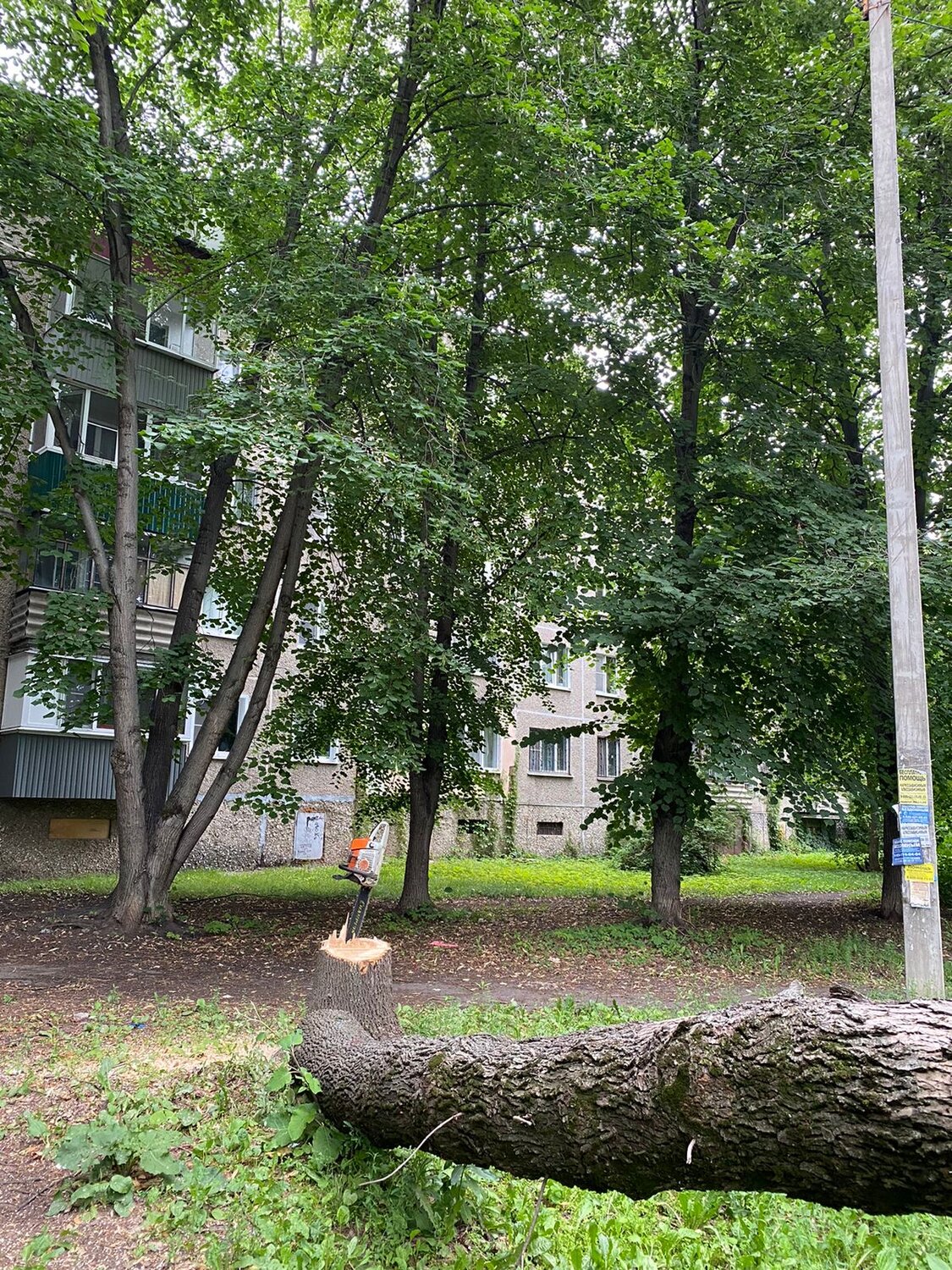 тополь дерево, упавшее дерево в саду, поваленное дерево, город деревьев, двор