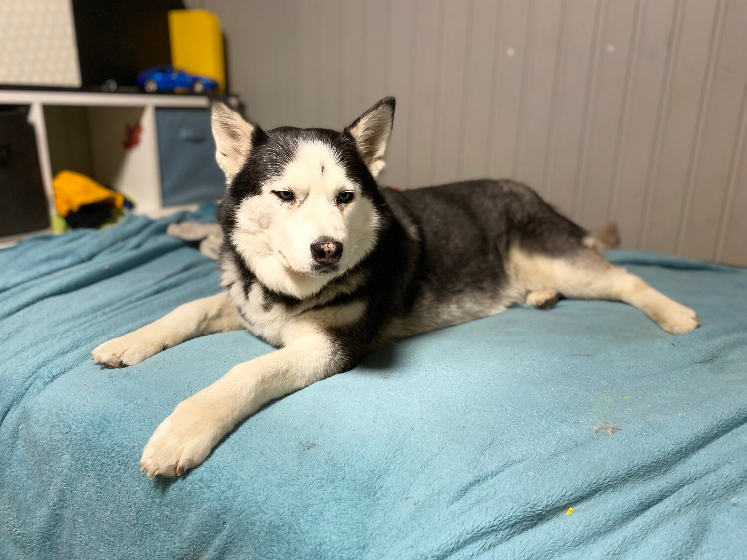 порода хаски, хаски хаски, хаски собака, окрас хаски, собака порода хаски