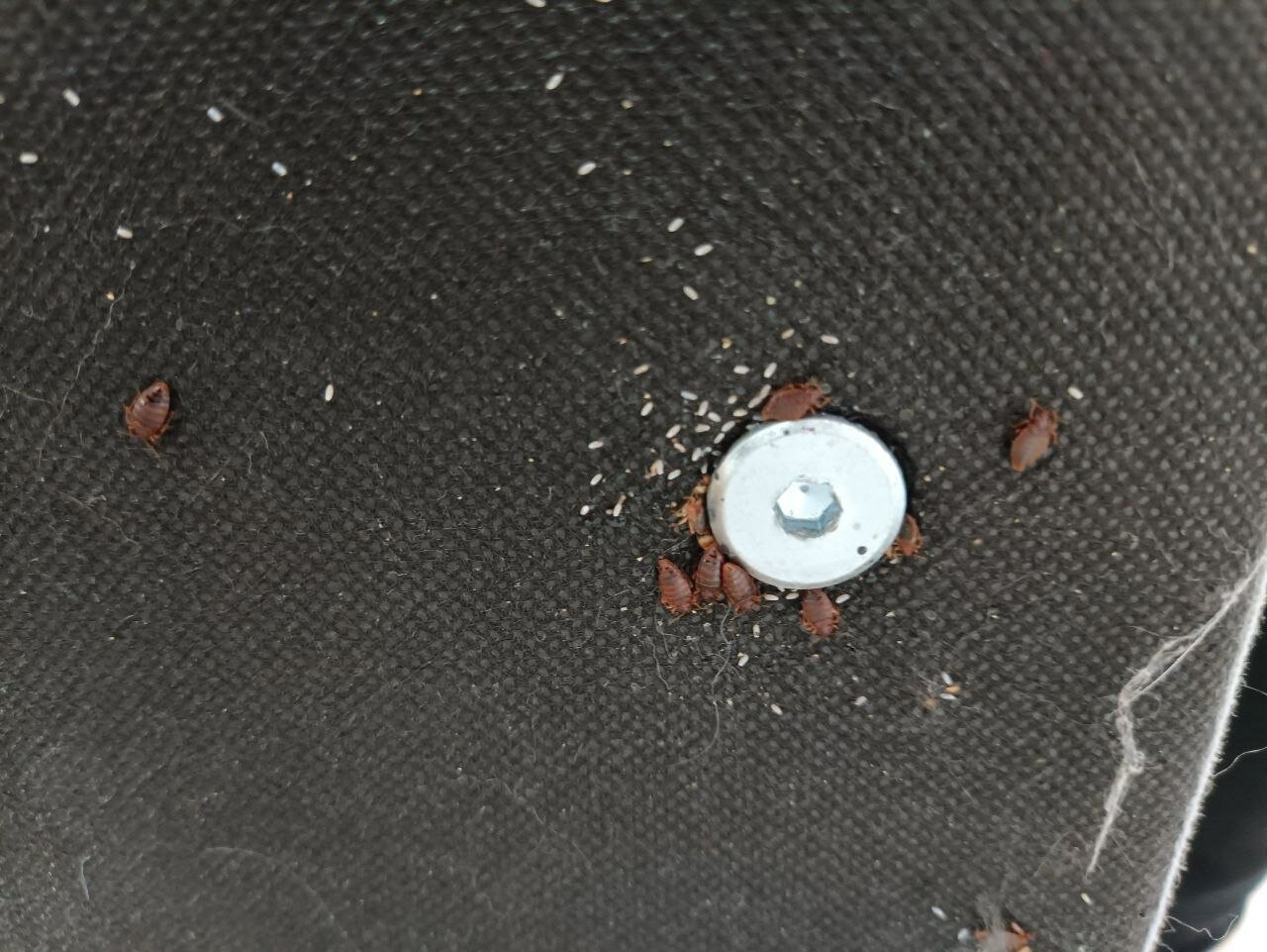 клопы постельные экскременты, клопы яйца, постельный клоп гнездо, клоп в диване, личинки яйца постельных клопов