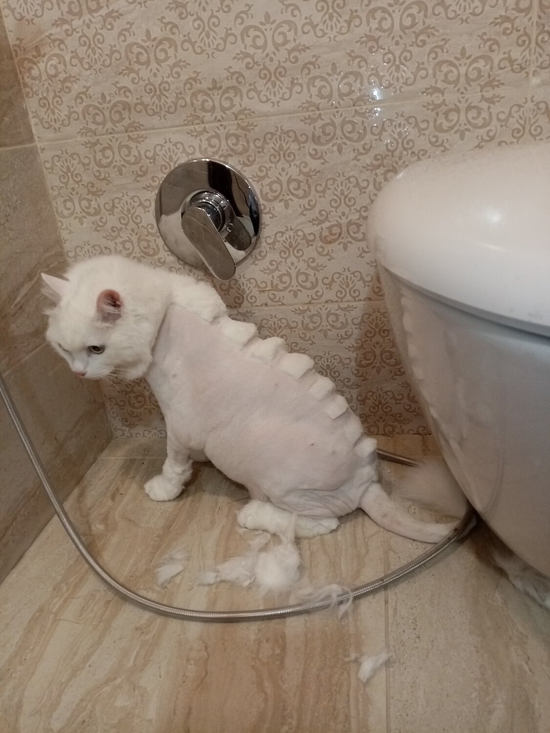 стрижка кота, стрижка котов, стриженная кошка, подстриженная кошка, стрижка кошек