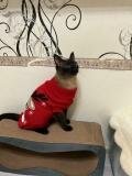 свитер для кошек, кофта для кошки, одежда для сфинксов, одежда для кошек, кот в кофте