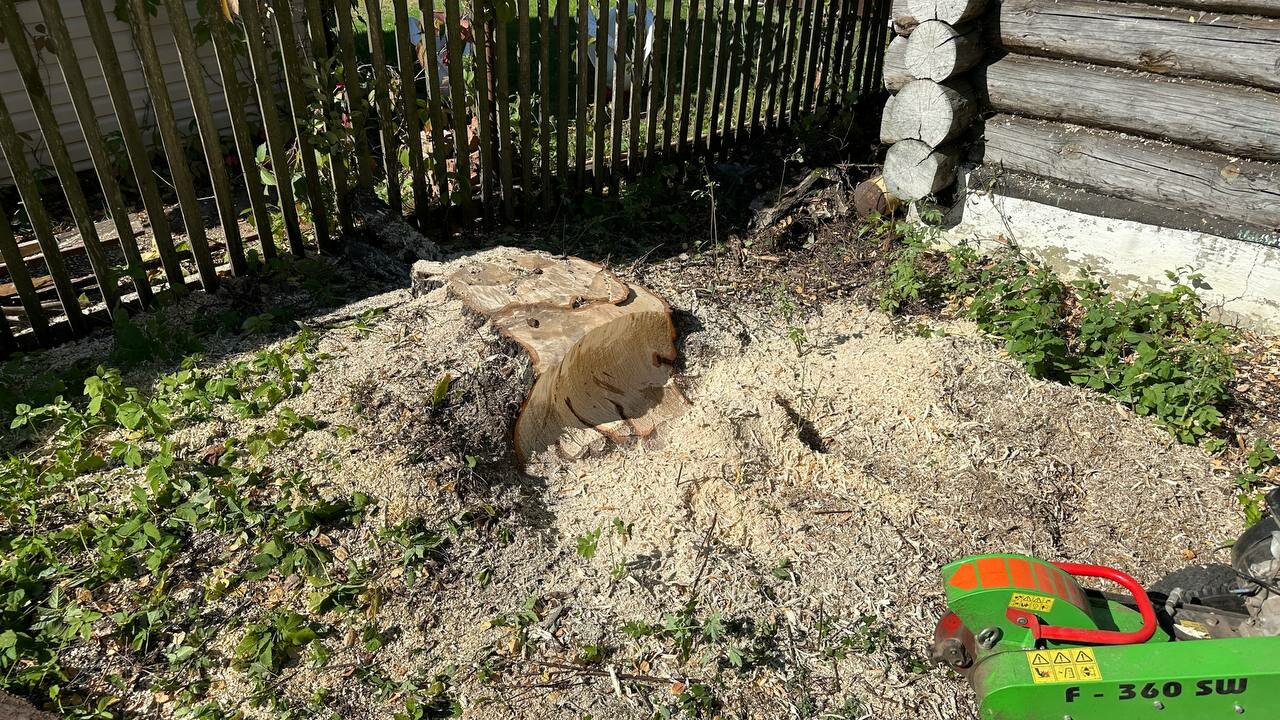 вырубка деревьев, корчевание пней, дерево в лесу, спиленное дерево, дерева