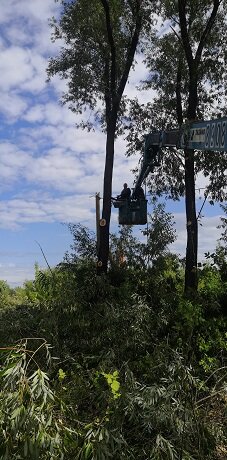 дерево тополь, дерево, мебель, пилить дерево, спиленное дерево