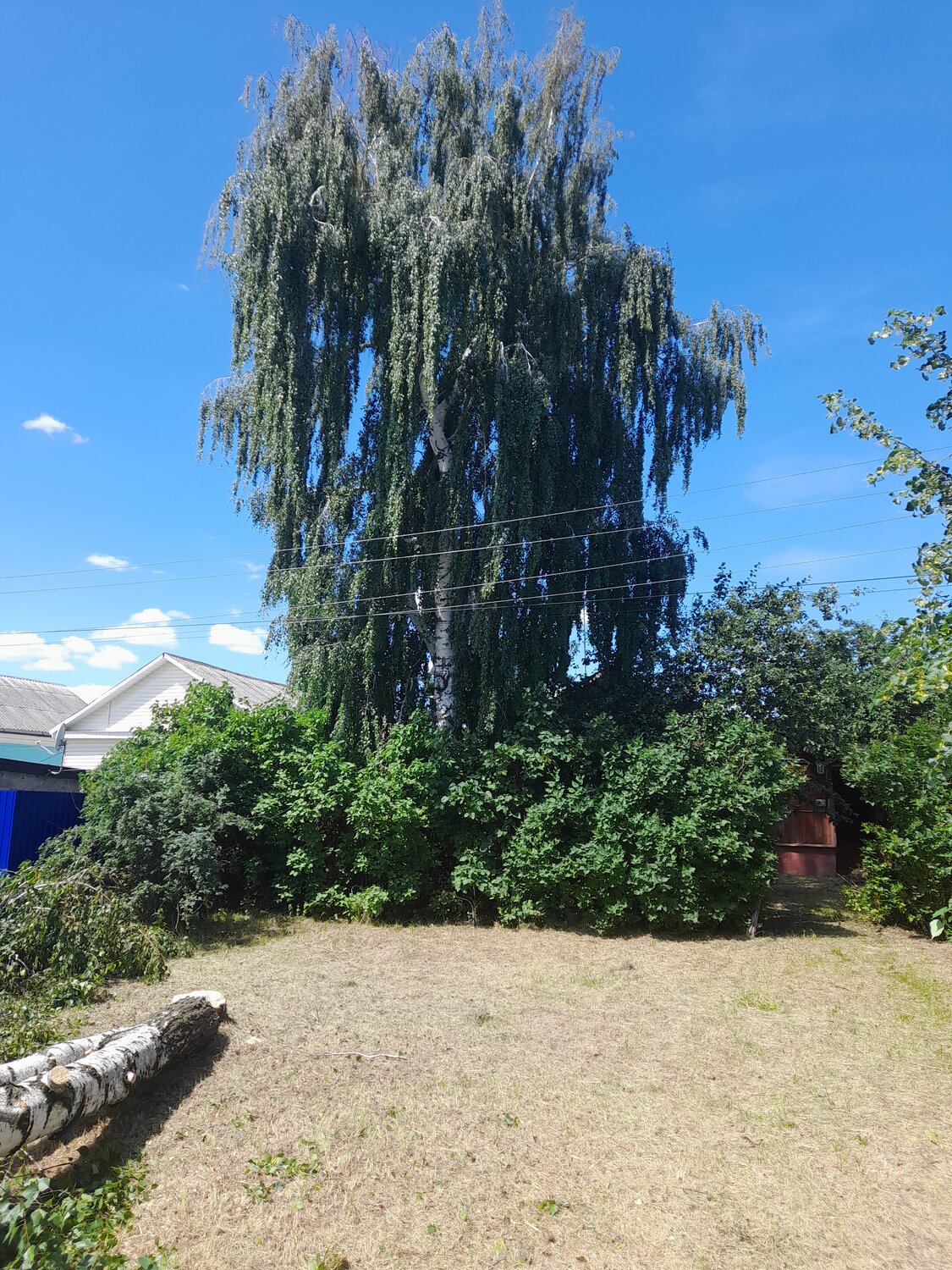 береза повислая, береза повислая betula pendula, плакучая ива дерево, береза повислая (betula pendula) криспа, береза повислая бородавчатая