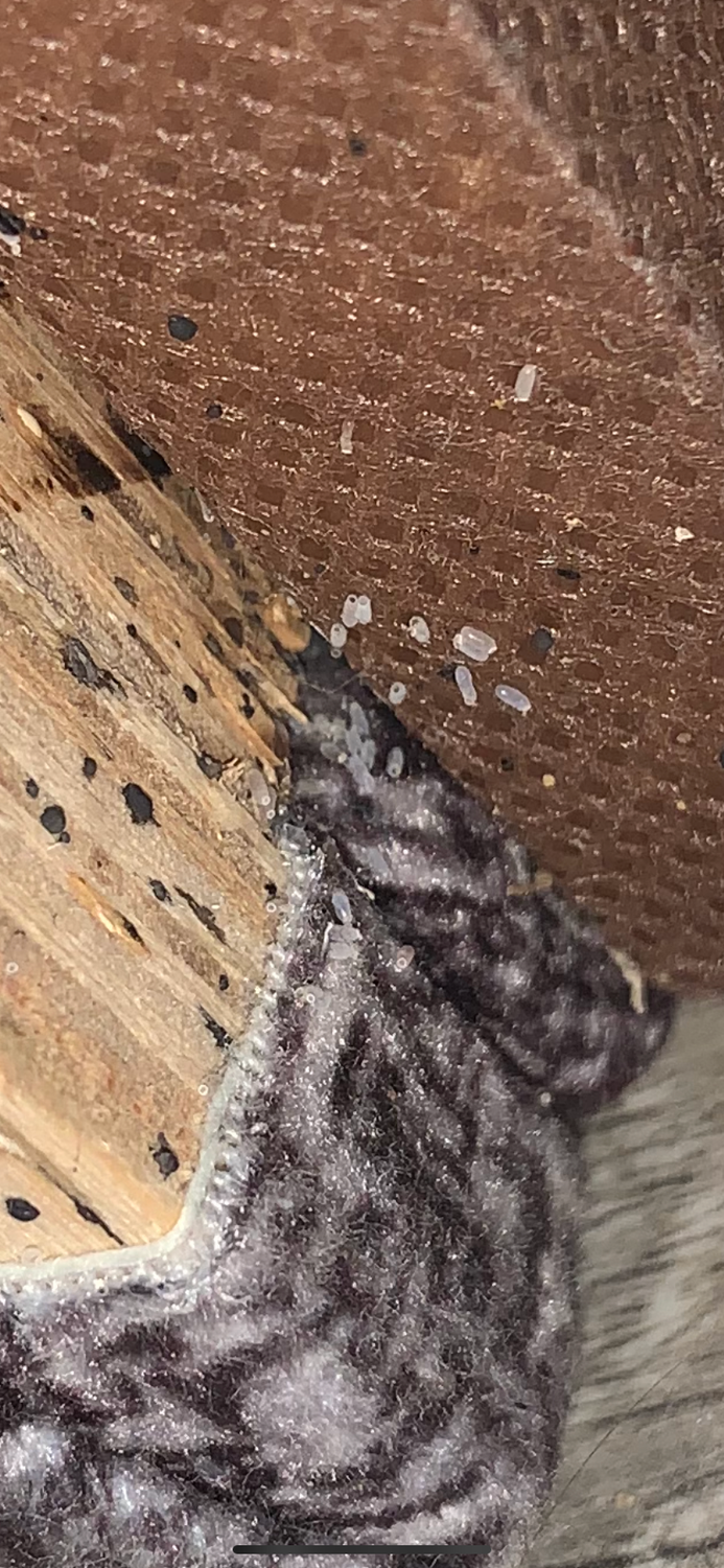 клопы, клопы в доме, домашние клопы, клопы в диване, диванные клопы