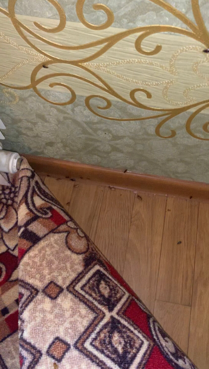 ковер, палас, ковролин, ковры паласы, ковровая дорожка