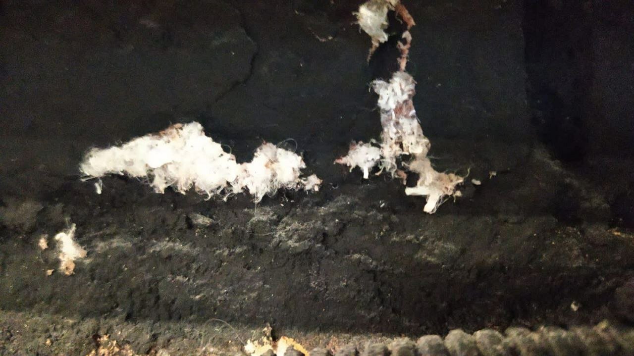 белая плесень, пещера каменный цветок туркменистан, белый грибок плесень, подвальная плесень белая, пещера