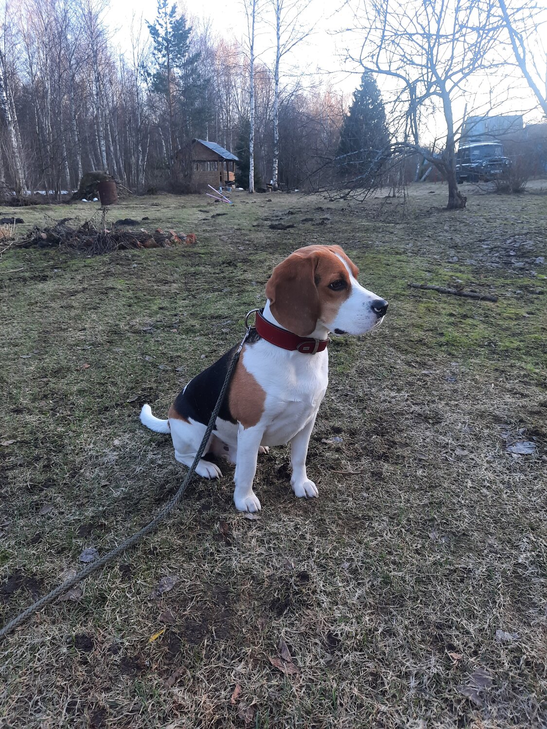 бигль собака, порода бигль, бигль кобель, порода собак бигль, щенок бигль