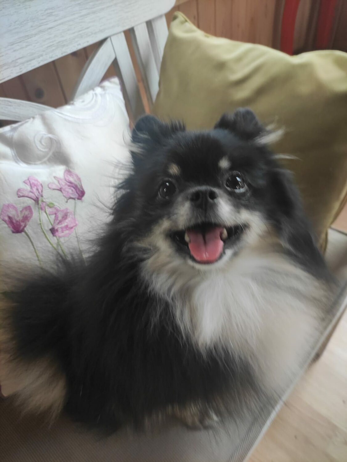 померанский шпиц, шпиц собака, порода померанский шпиц, порода шпиц, шпиц