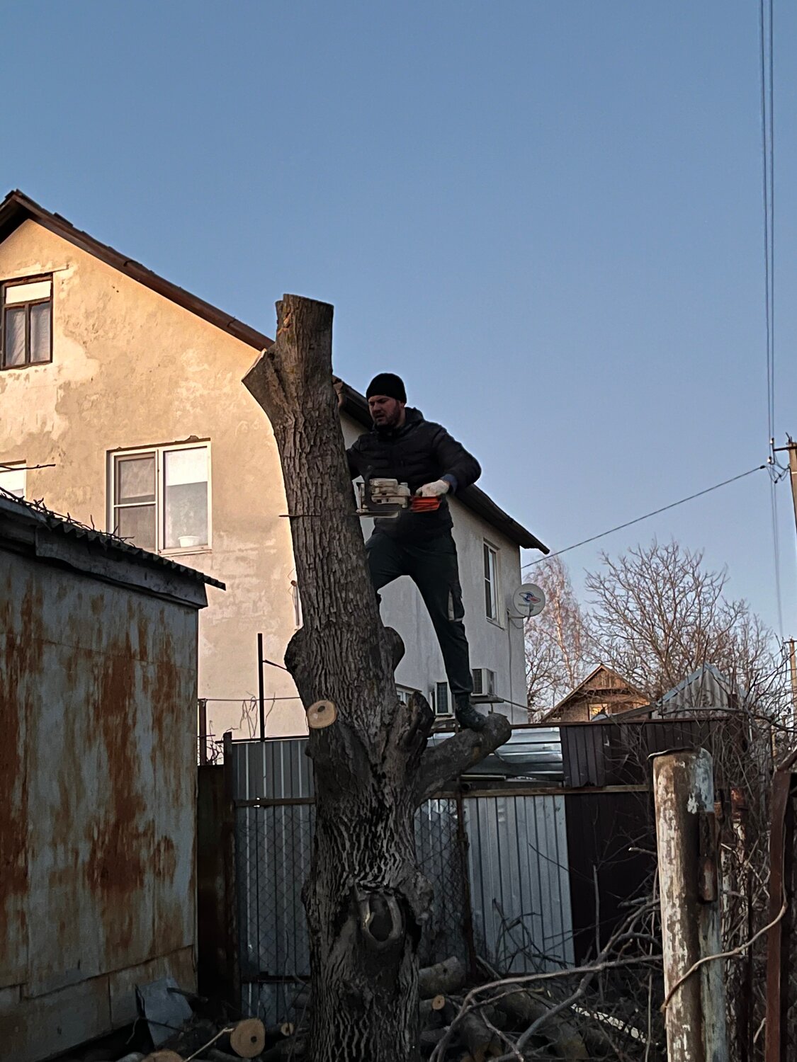 спиленное дерево, спил дерева, дерево, аварийные деревья, пилить дерево