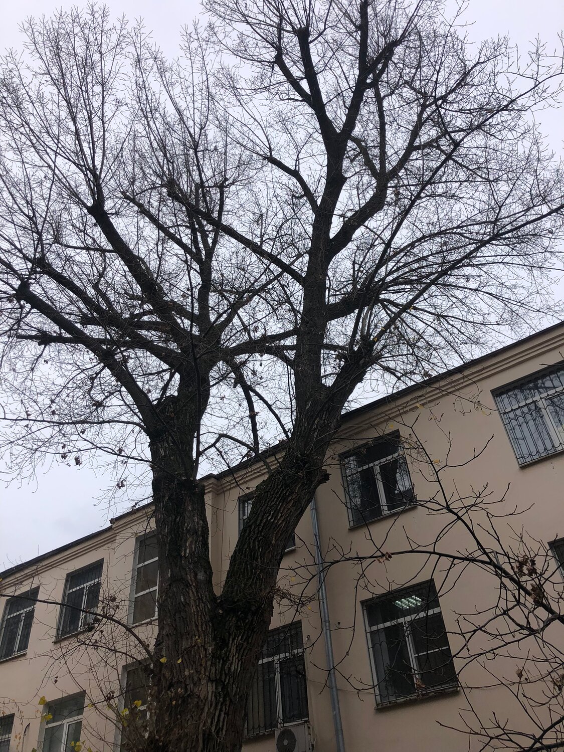 дерево, дуб, дуб в херсоне, дерево спил, ясень