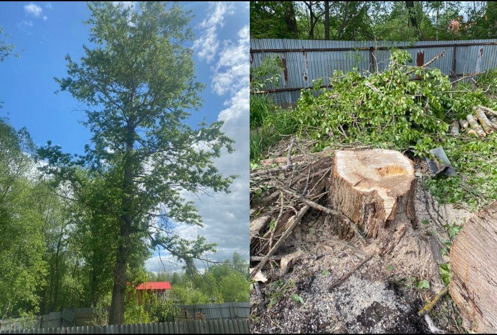 дерево, тополь дерево, большое поваленное дерево, спил дерева, дерево бревно