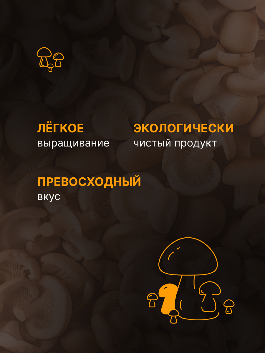 набор для выращивания грибов грибной сезон, выращивание грибов, грибы, грибы в домашних условиях, набор для выращивания грибов