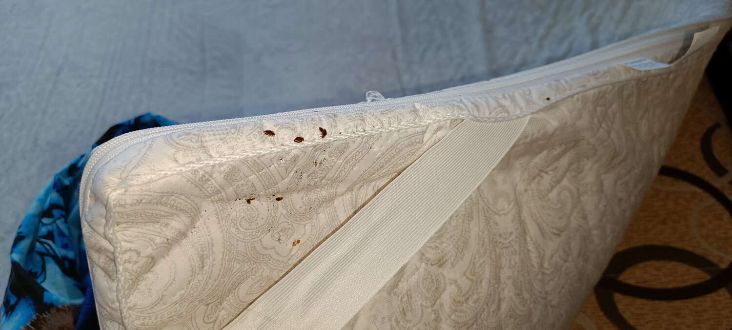 клопы на матрасах, клопы в кровати, клопы в матрасе аскона, кроватные клопы, клопы матрасные