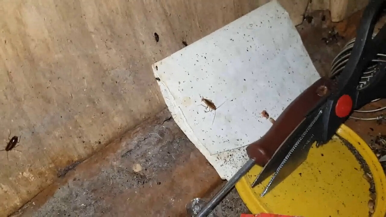 тараканы в квартире, гнезда тараканов, тараканы и клопы, тараканы в доме, таракан