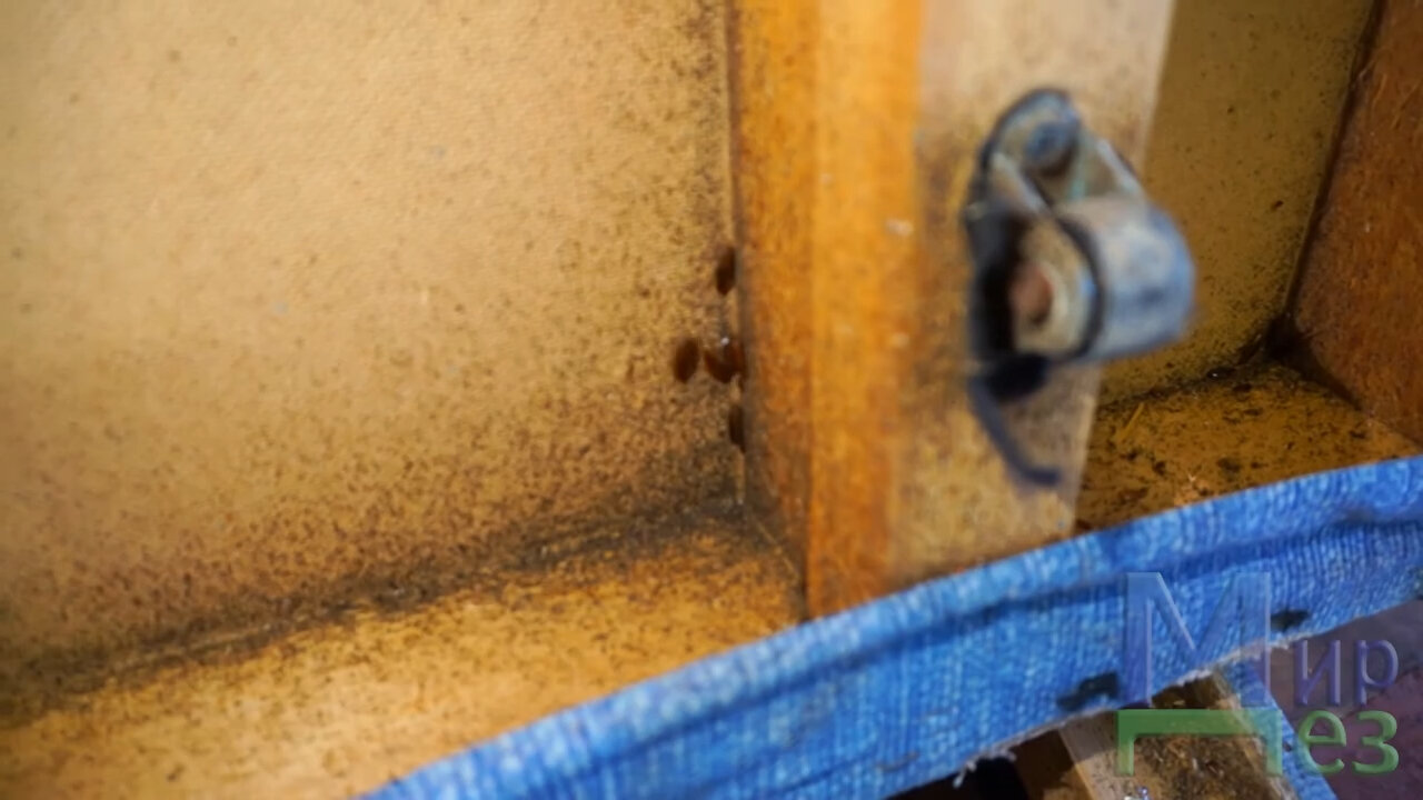 гнездо клопов, клопы в доме, клопы, скрытое крепление, крепление