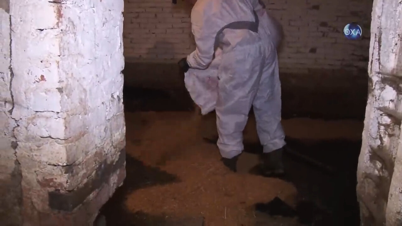 подвал, дезинсекция подвалов, дезинфекция подвала, из подвала, труп в подвале