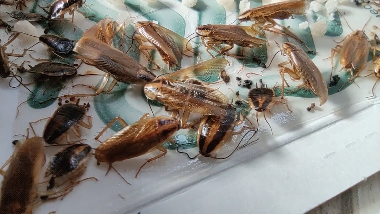 таракан, таракан домашний, домашние тараканы, рыжий таракан прусак, рыжий таракан