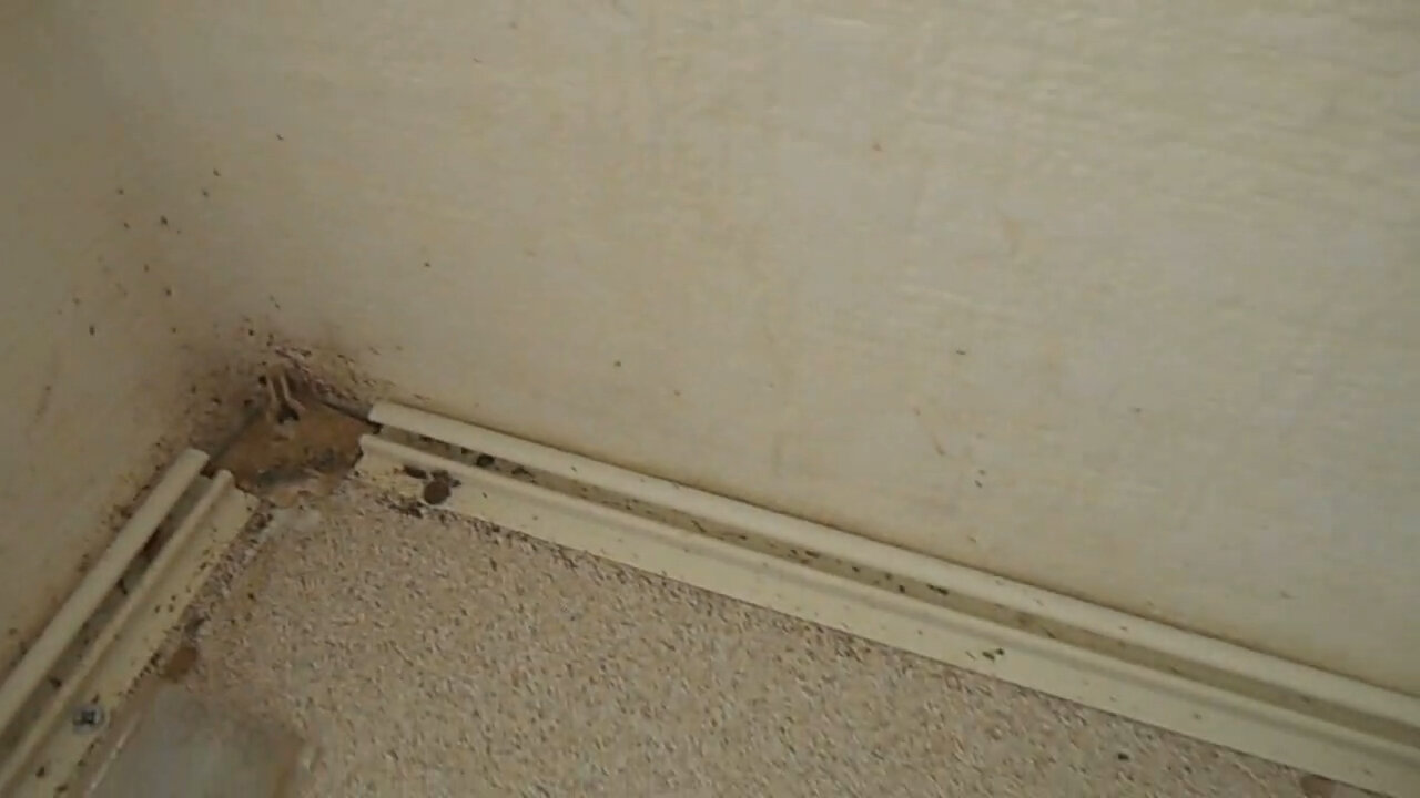 плесень на стенах, плесень в доме, плесень в квартире, плесень под обоями, грибок на стенах