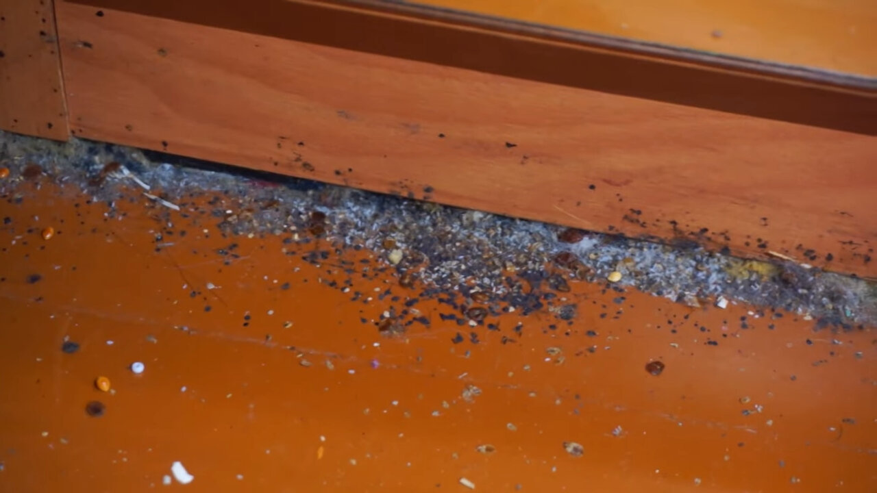 муравьи в доме, гнездо постельных клопов, насекомое, домашние клопы, клопы