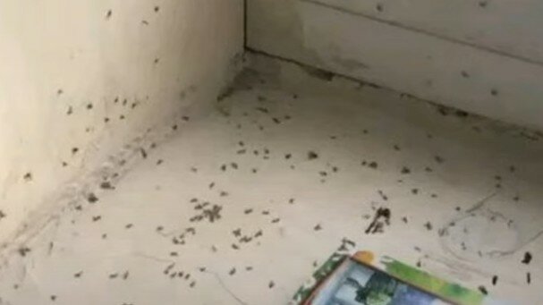 мелкие мошки в квартире, мошки в квартире, нашествие божьих коровок в квартире, мелкие мошки, домашние мошки