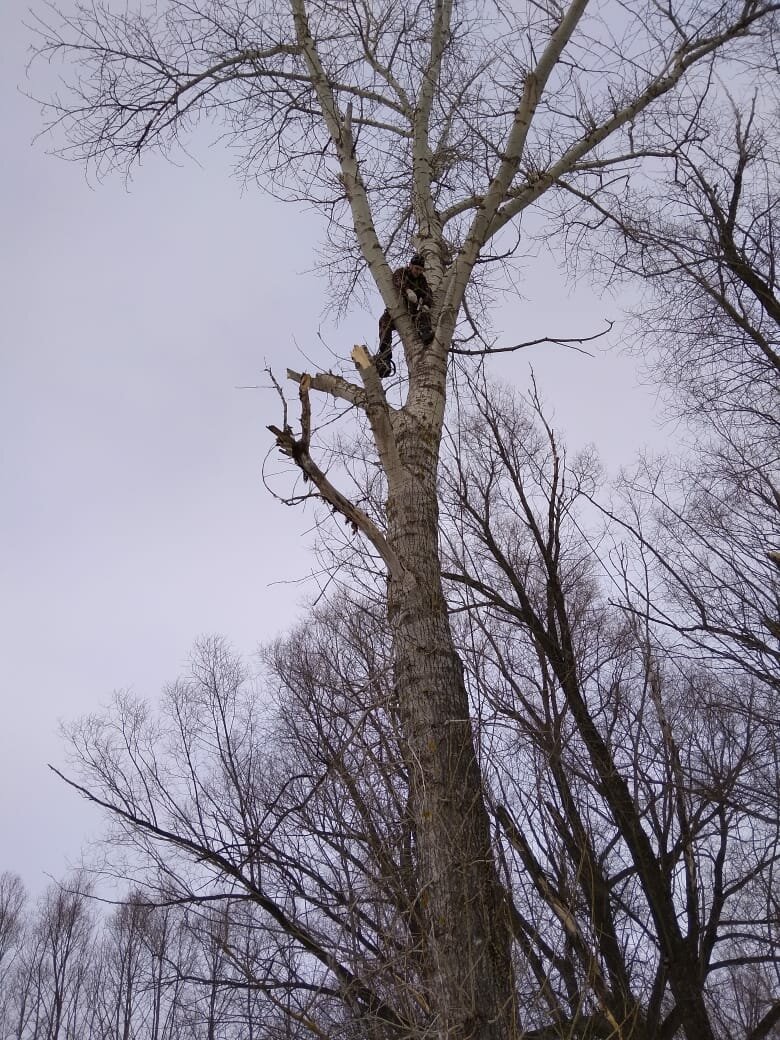 дерево, аварийные деревья, дерево старое, засохшее дерево, tree