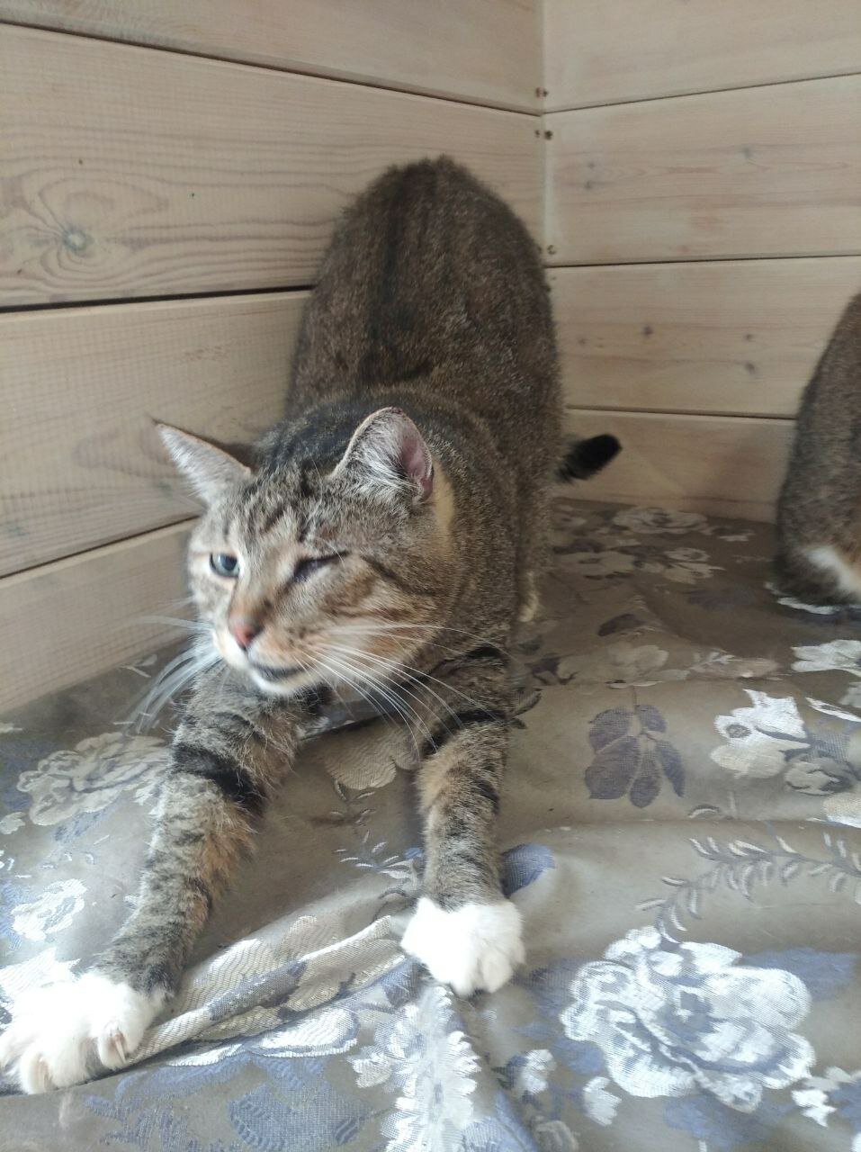 кошка, кот, кошечка, животные, котики