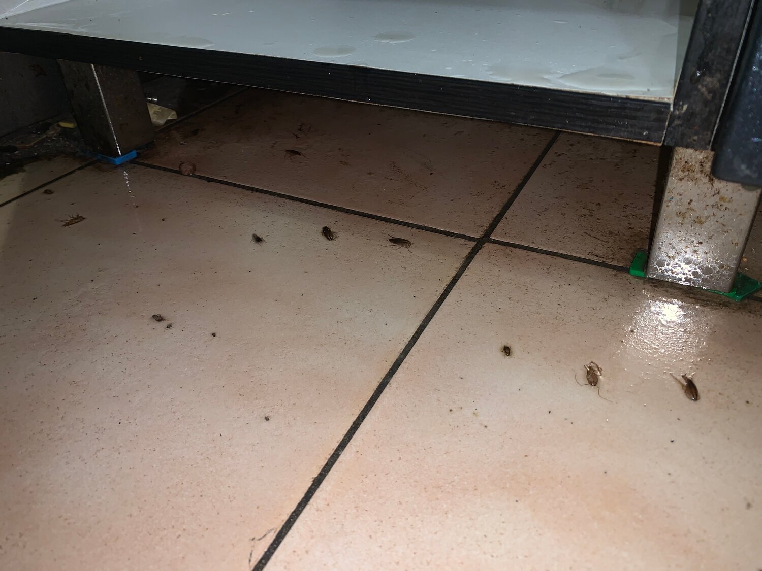 таракан домашний, тараканы в квартире, тараканы в вентиляции, тараканы дома, таракан