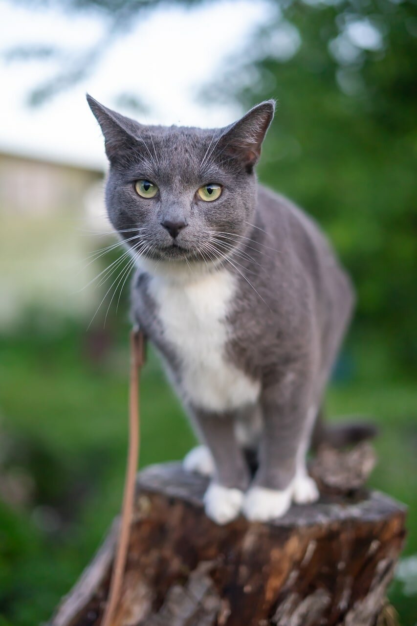 кошка, кот серый, серая кошка, кот, кот серый с белым