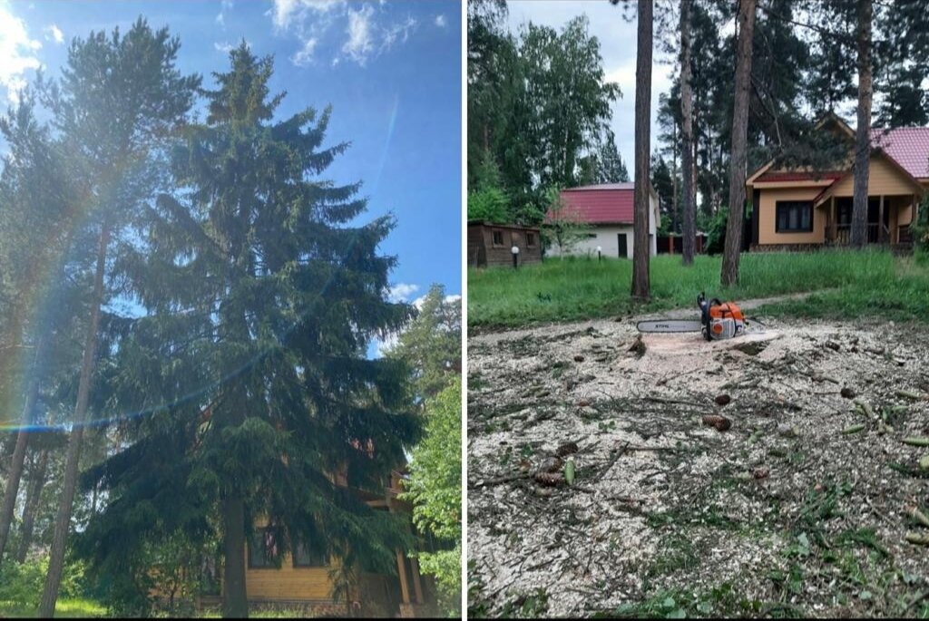 интерьер, дом дача, вырубленные деревья, дачный участок, дерево