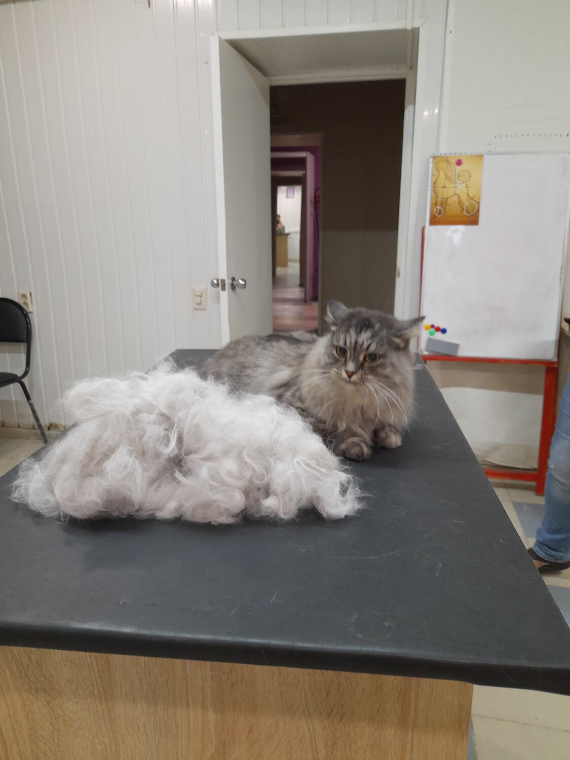 подстриженная кошка, кошка, зоосалон, стрижки кошек, груминг кошек