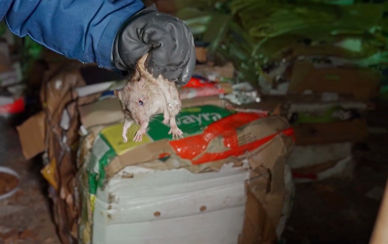 крысы на мусорке, крысы в доме, крысы на свалке, крыса, маленькая крыса