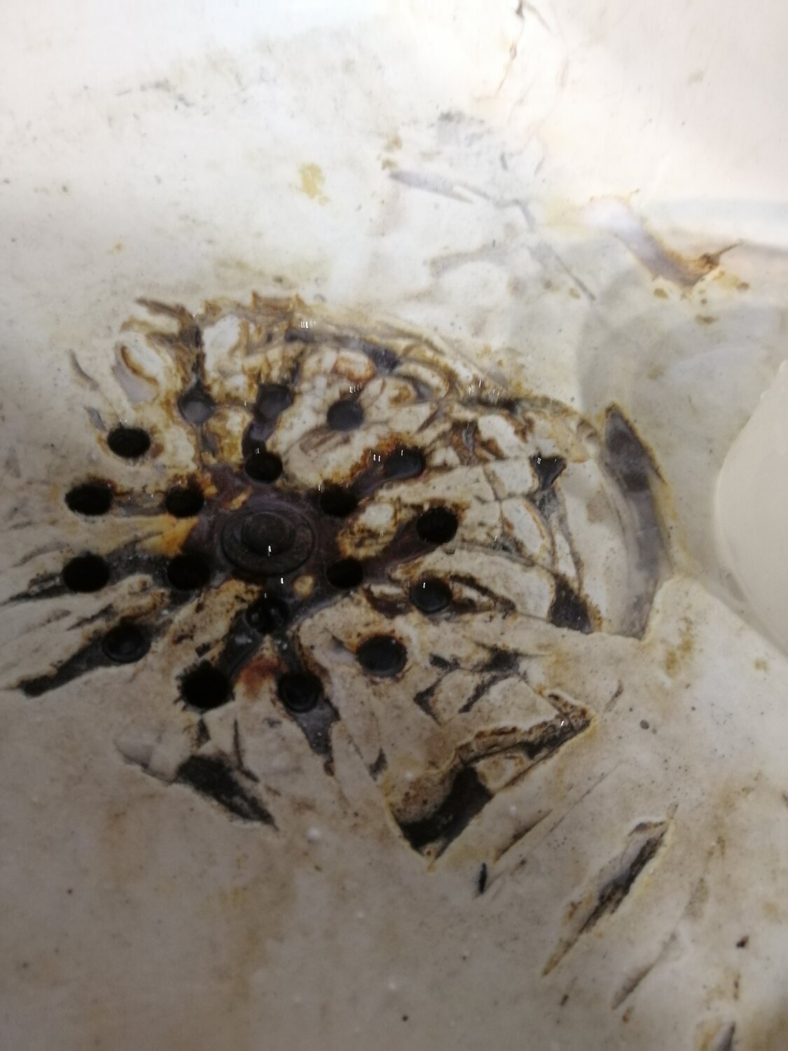 паук-птицеед ceratogyrus marshalli, кембрийский взрыв окаменелости, пауки, паук птицеед, древние окаменелости