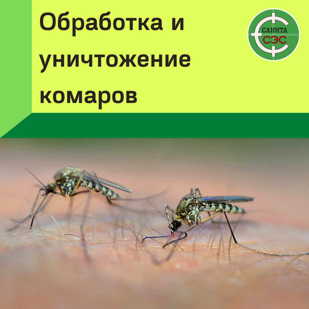 комар, комар обыкновенный, самка комара, желтая лихорадка переносчики, малярийный комар