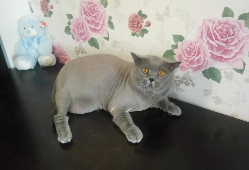 британская короткошёрстная кошка, британская короткошёрстная кошка голубая, кошка британская, британская кошка светлая, кошки британской породы