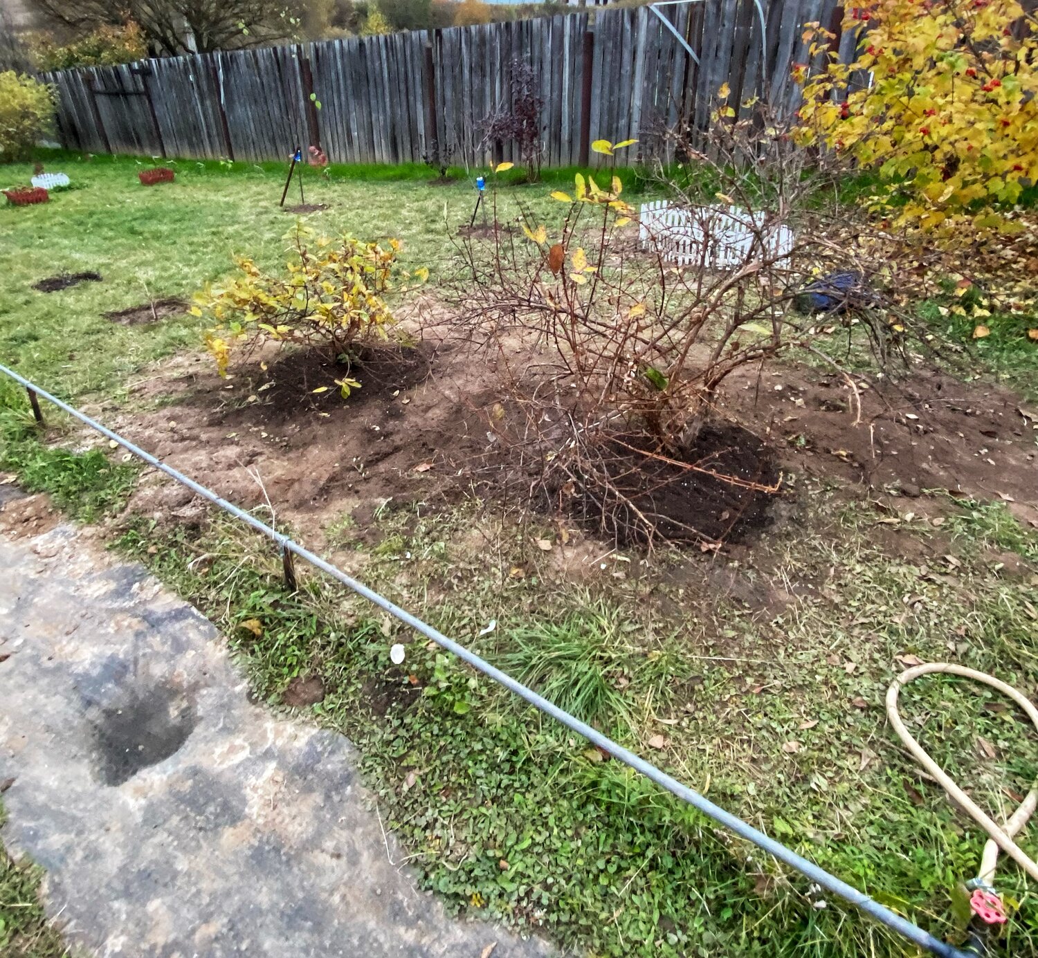 дача, участок, дачный участок, ежевика садовая посадка, растение