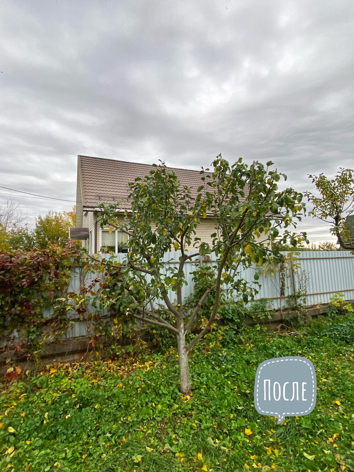 дача, дерево слива, дачный участок с домом, дачный участок, участок с домом