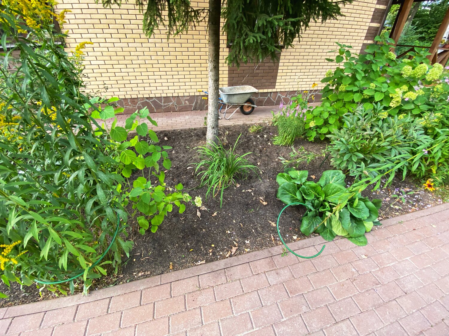 огород, растение, сад огород, двор, ландшафтный дизайн