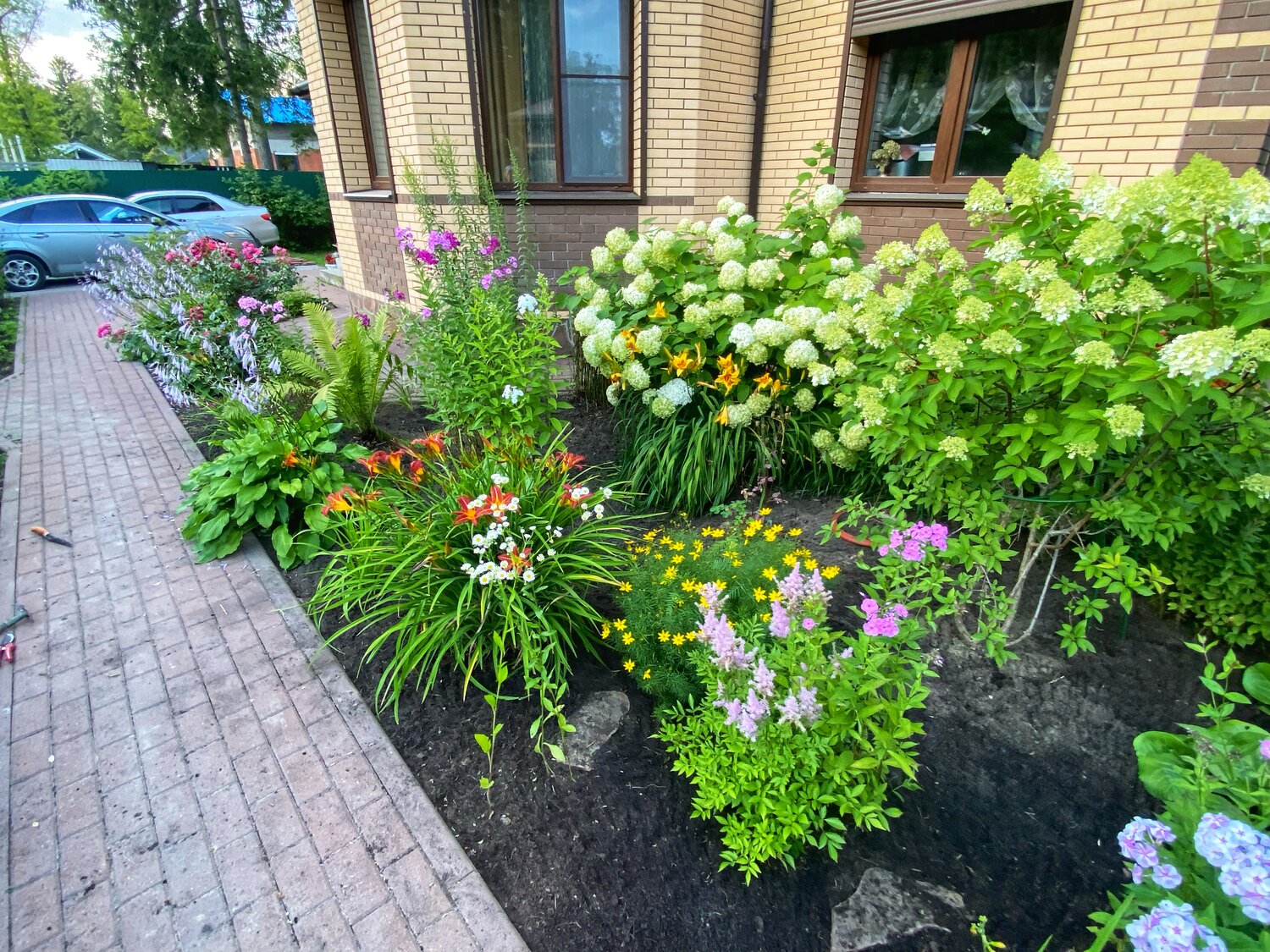 растение, природа, цветник на даче, растения, цветник