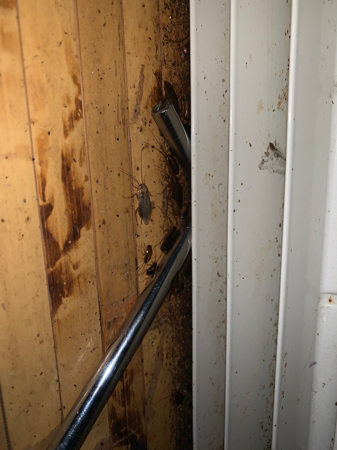 грязный лифт, лифт, лифт в подвал, на чердаке, тараканы в квартире