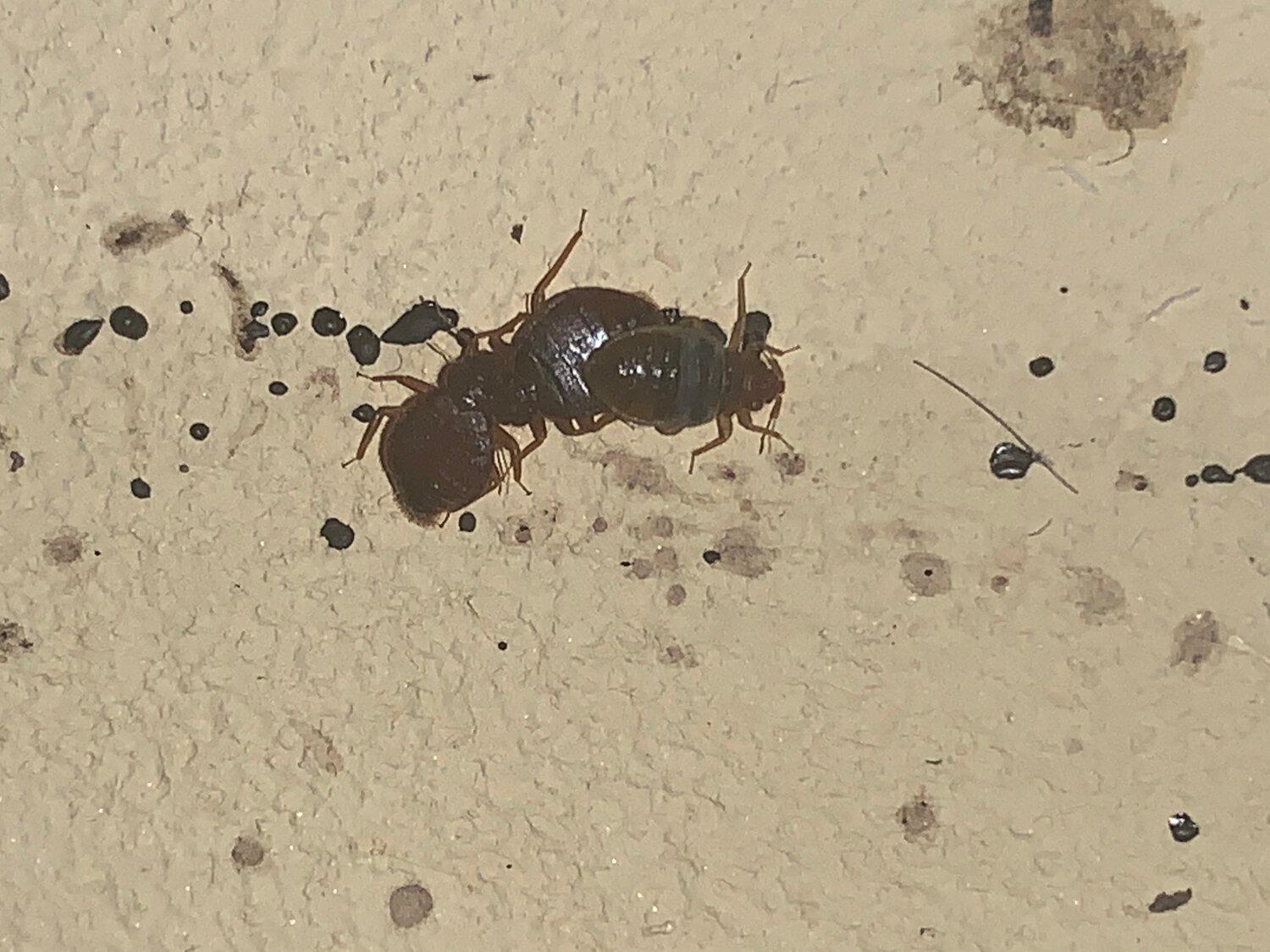 термит жук, насекомое, насекомые, жук уховертка, двухвостка